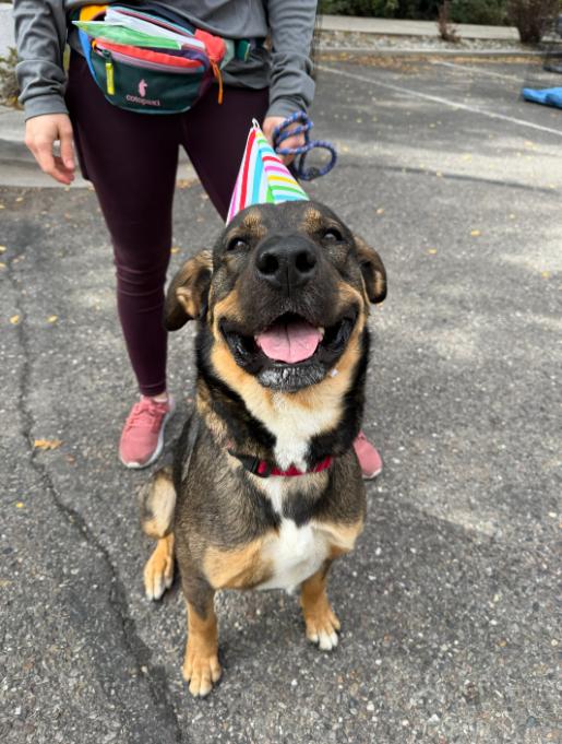 Suki, Adoptable, Young Female Shepherd & Rottweiler.