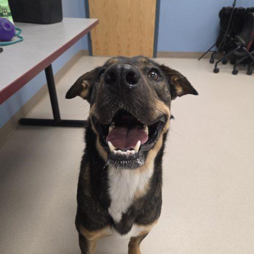 Enlarge Suki, a Adoptable mixed breed in Grand Junction, CO image 2/6