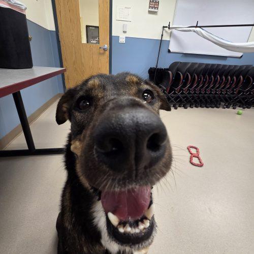 Enlarge Suki, a Adoptable mixed breed in Grand Junction, CO image 3/6