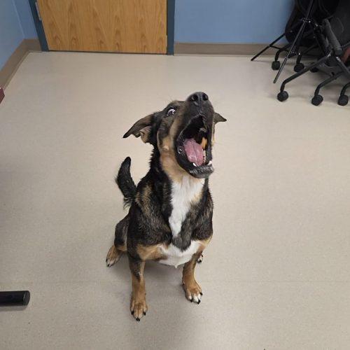 Enlarge Suki, a Adoptable mixed breed in Grand Junction, CO image 4/6