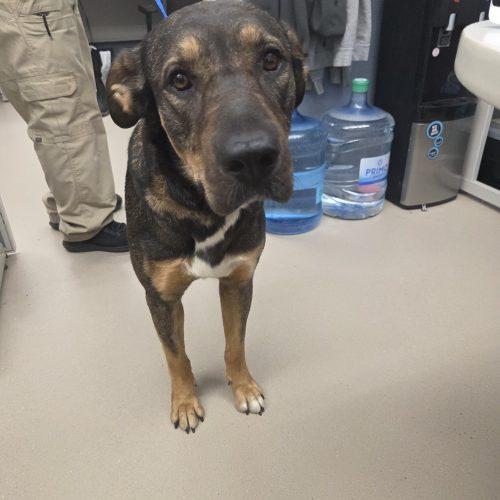 Enlarge Suki, a Adoptable mixed breed in Grand Junction, CO image 5/6