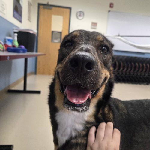 Enlarge Suki, a Adoptable mixed breed in Grand Junction, CO image 6/6