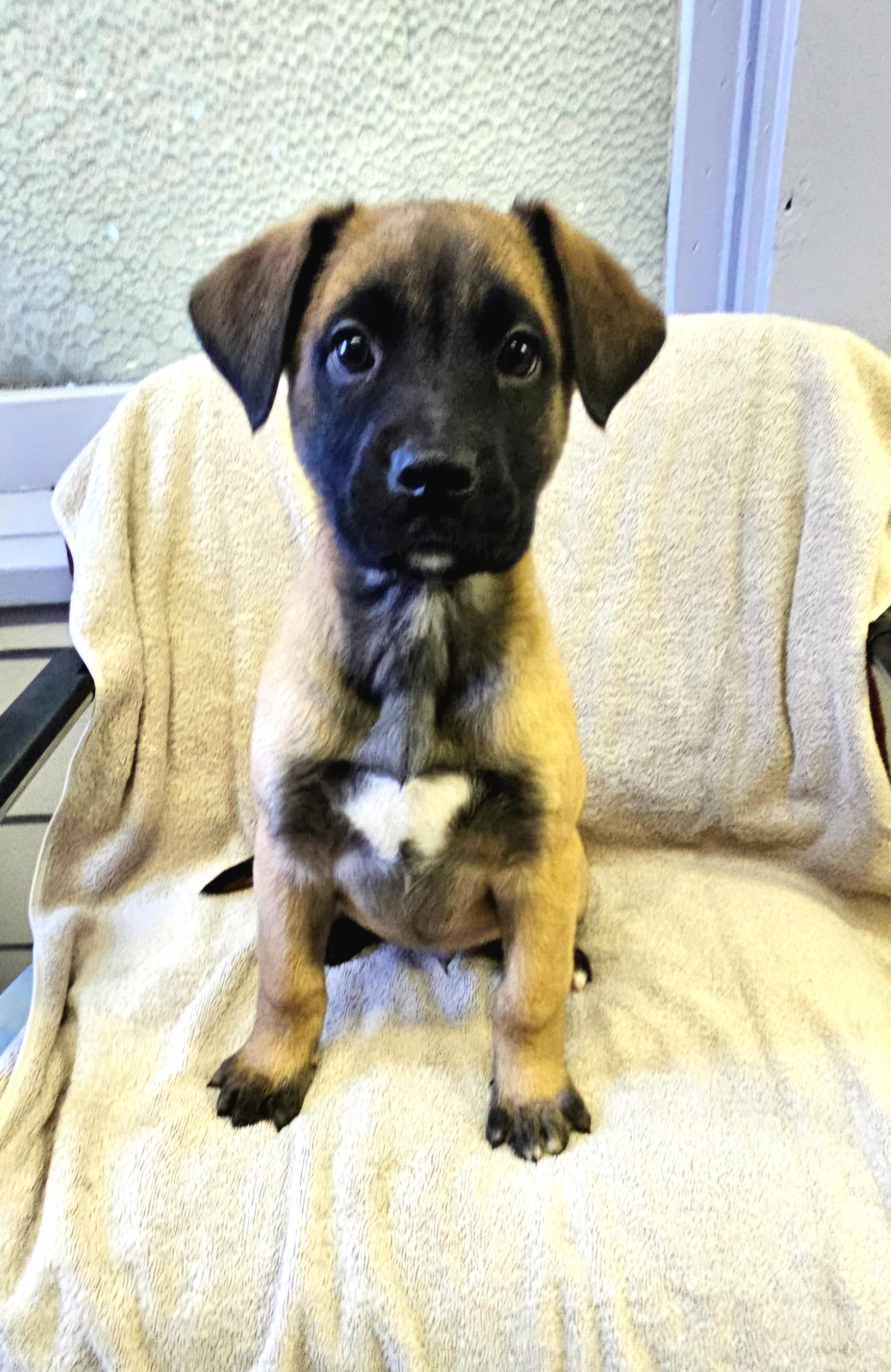 Archie, a ADOPTABLE mixed breed in Arlington Heights, IL image 2/6