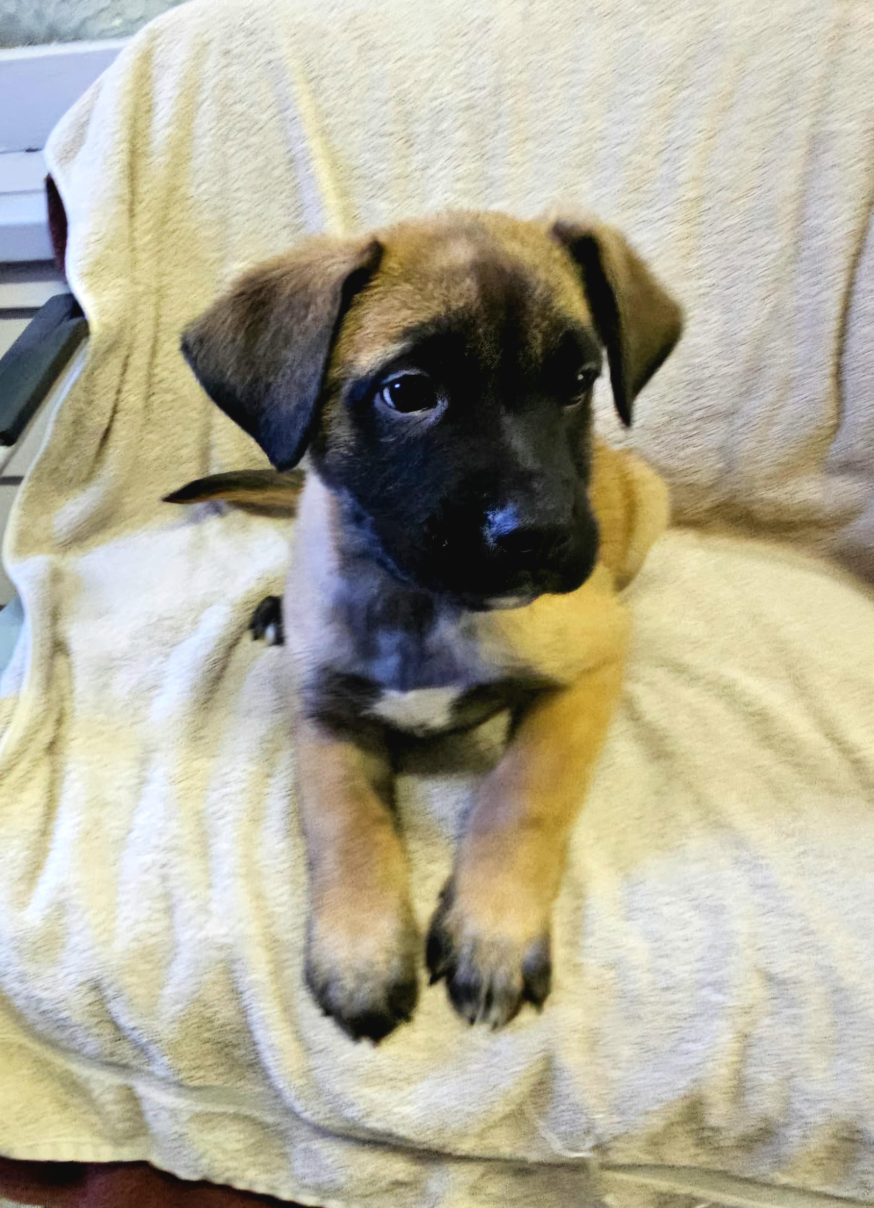 Archie, a ADOPTABLE mixed breed in Arlington Heights, IL image 4/6