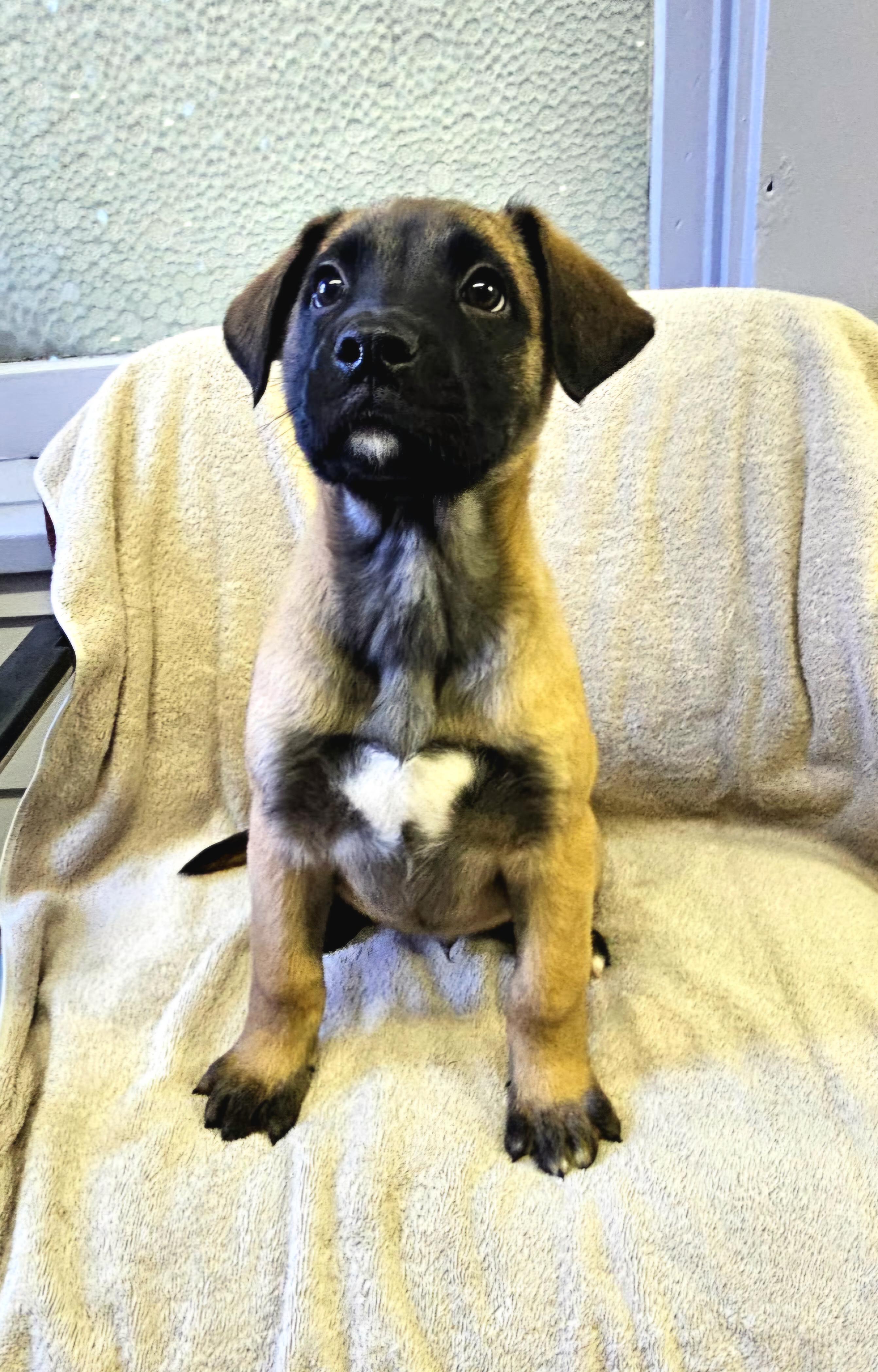 Archie, a ADOPTABLE mixed breed in Arlington Heights, IL image 5/6