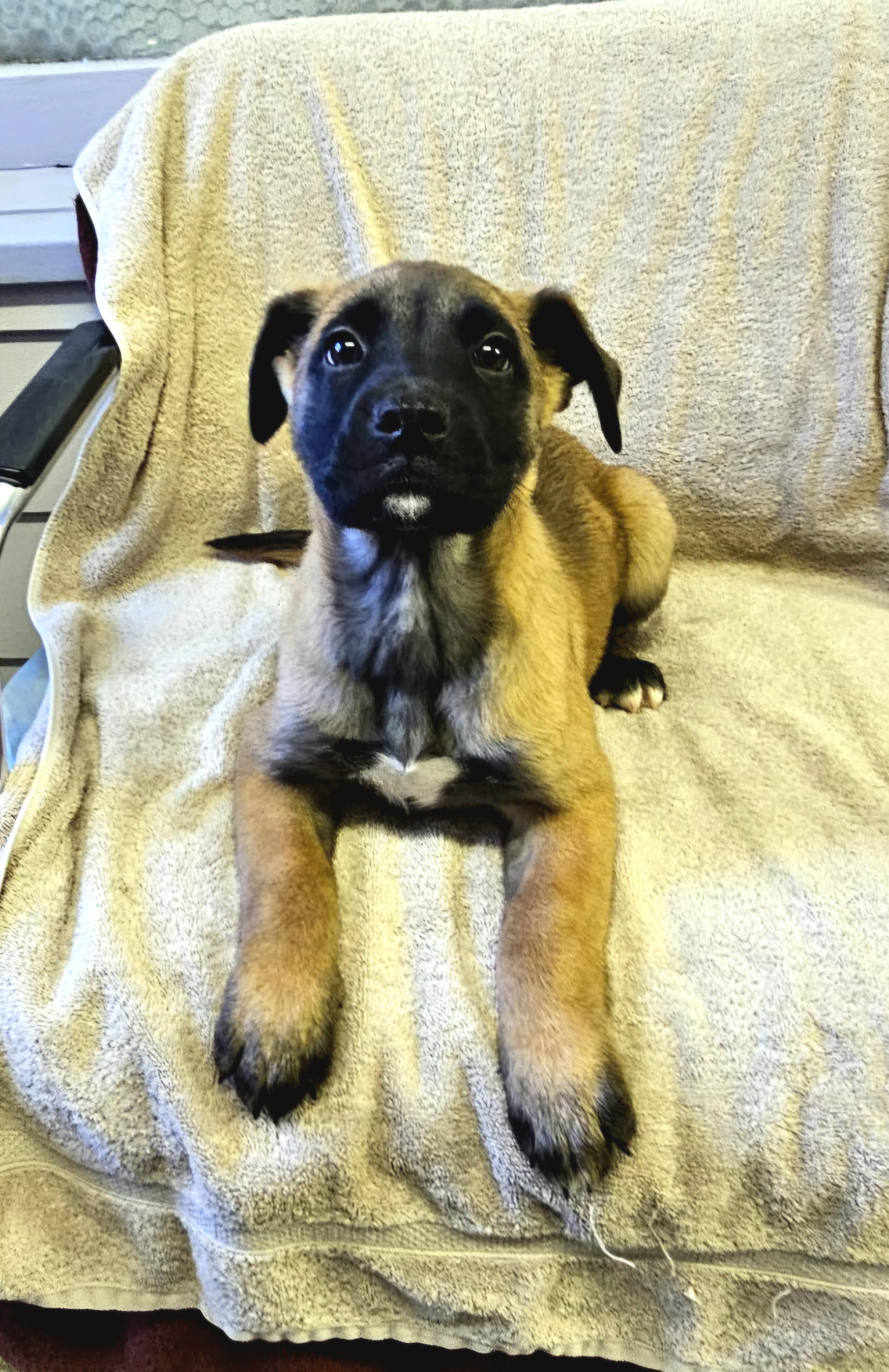 Archie, a ADOPTABLE mixed breed in Arlington Heights, IL image 3/6