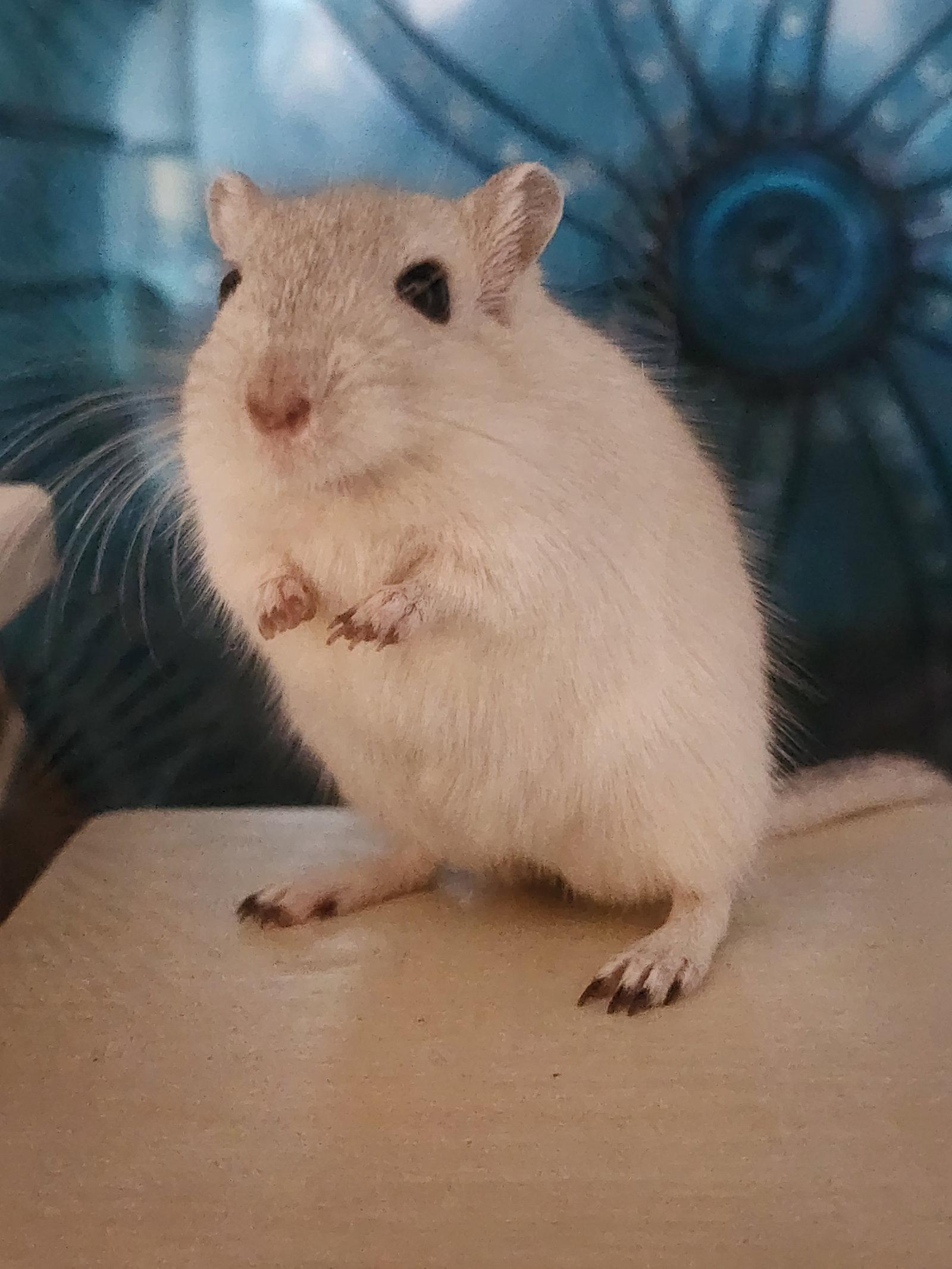 Norbert & Daggett, Adopted, Adult Male Gerbil & Gerbil.