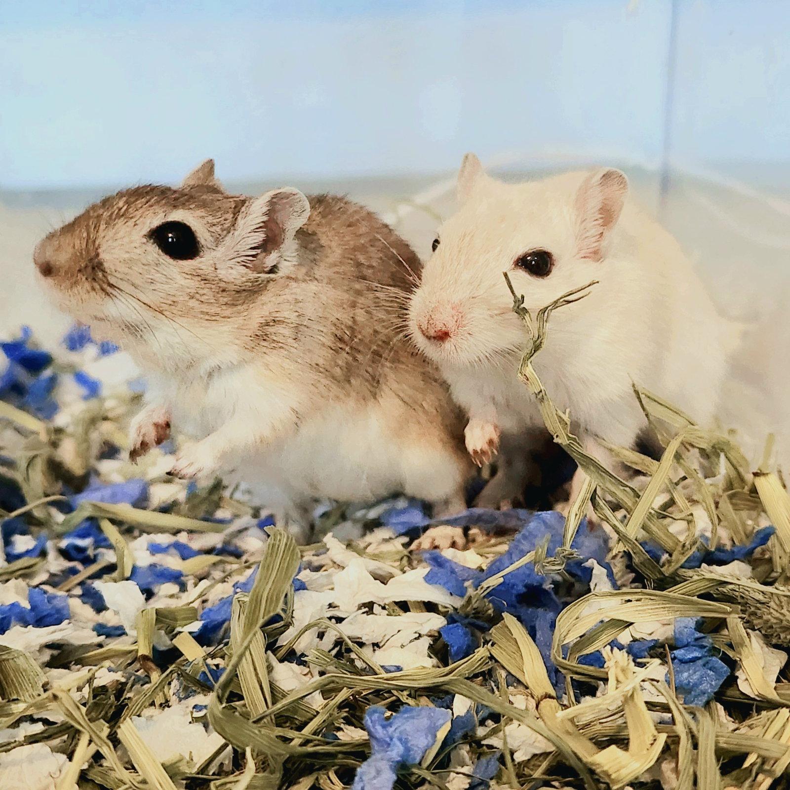 Enlarge Norbert & Daggett, a Adopted mixed breed in Philadelphia, PA image 2/3