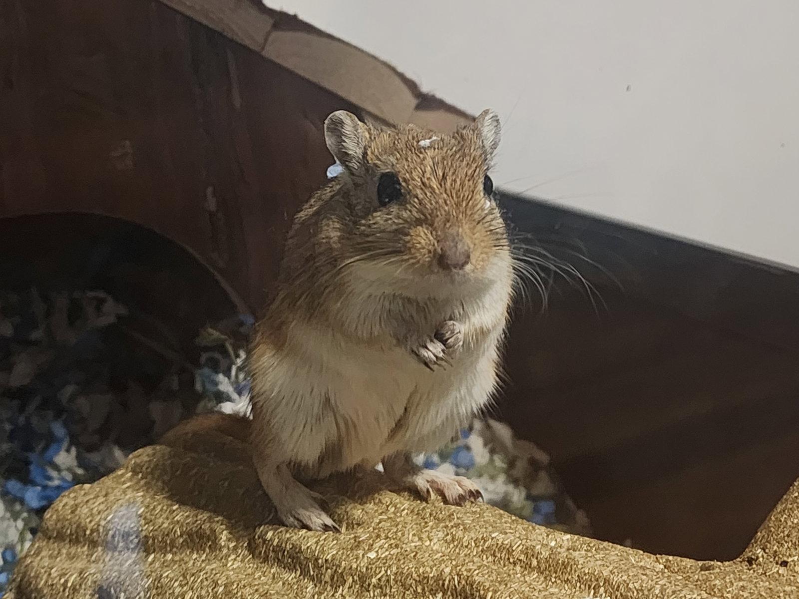 Enlarge Norbert & Daggett, a Adopted mixed breed in Philadelphia, PA image 3/3