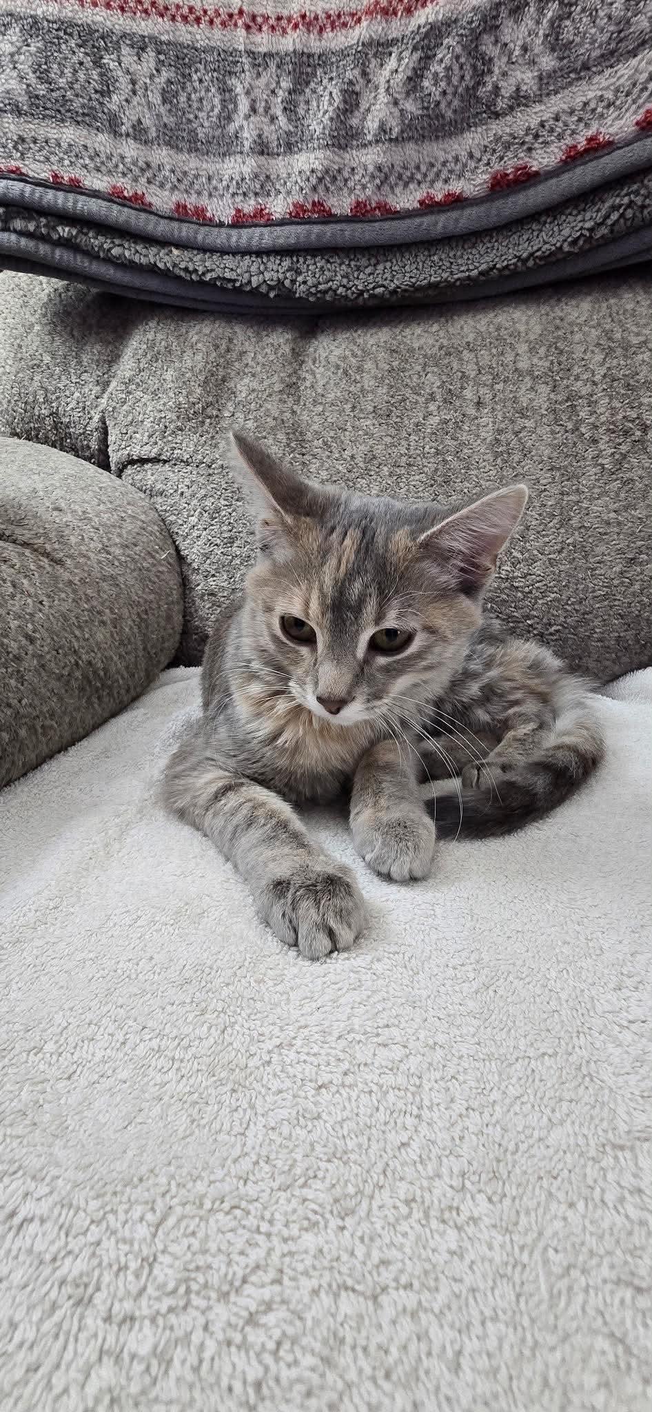 Rubee, Adoptable, Kitten Female Torbie & Domestic Short Hair.