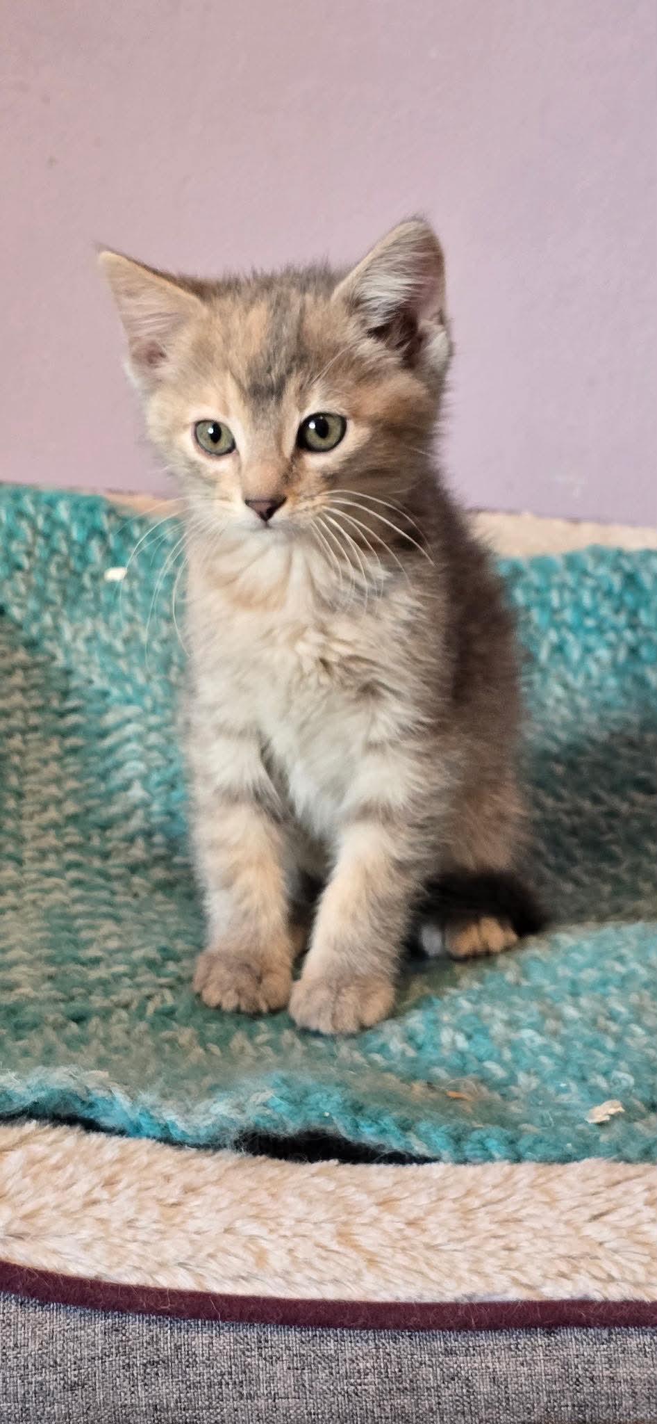 Rubee, adopted, Kitten Female Torbie & Domestic Short Hair.