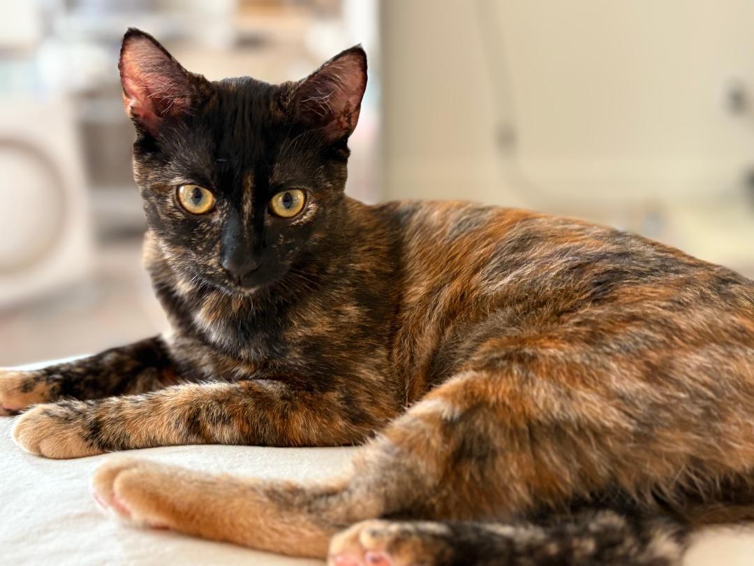 Hazel, a Adoptable Domestic Short Hair in Oceanside, CA image 5/6