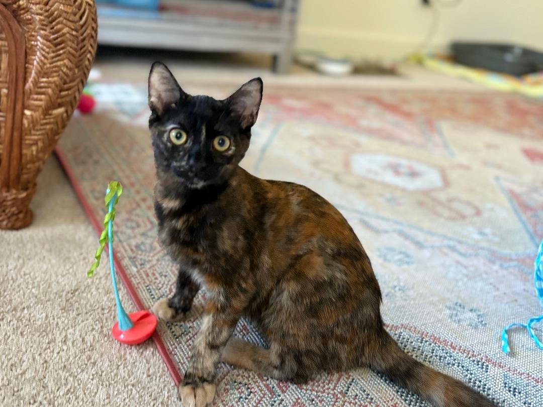Hazel, a Adoptable Domestic Short Hair in Oceanside, CA image 6/6