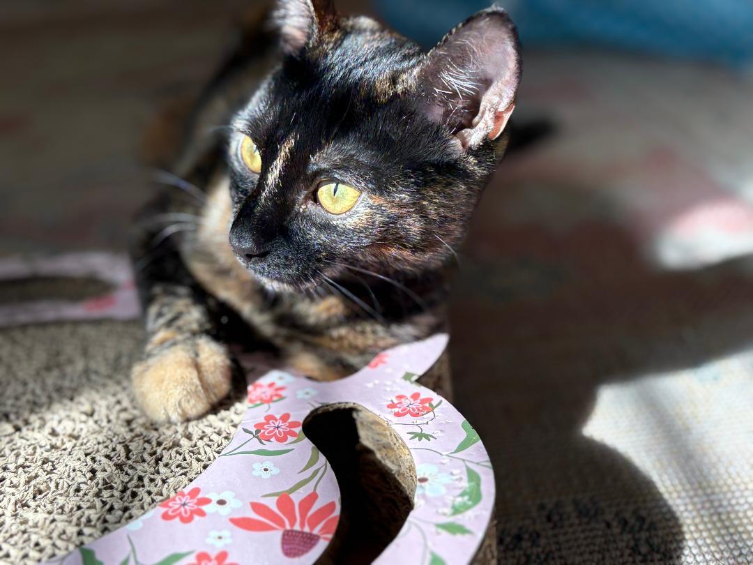 Hazel, a Adoptable Domestic Short Hair in Oceanside, CA image 1/6