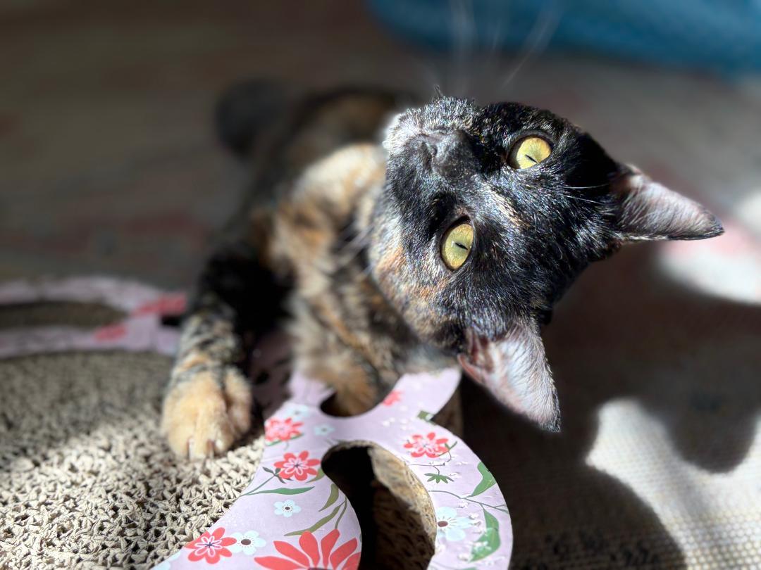 Hazel, a Adoptable Domestic Short Hair in Oceanside, CA image 2/6