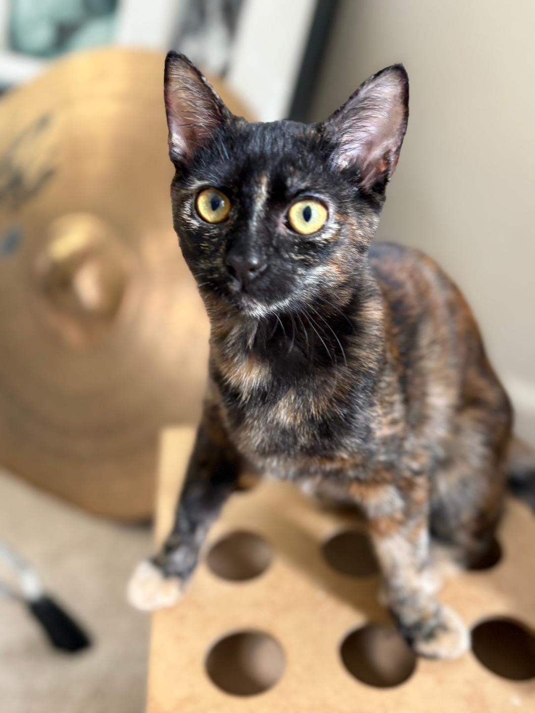 Hazel, a Adoptable Domestic Short Hair in Oceanside, CA image 3/6