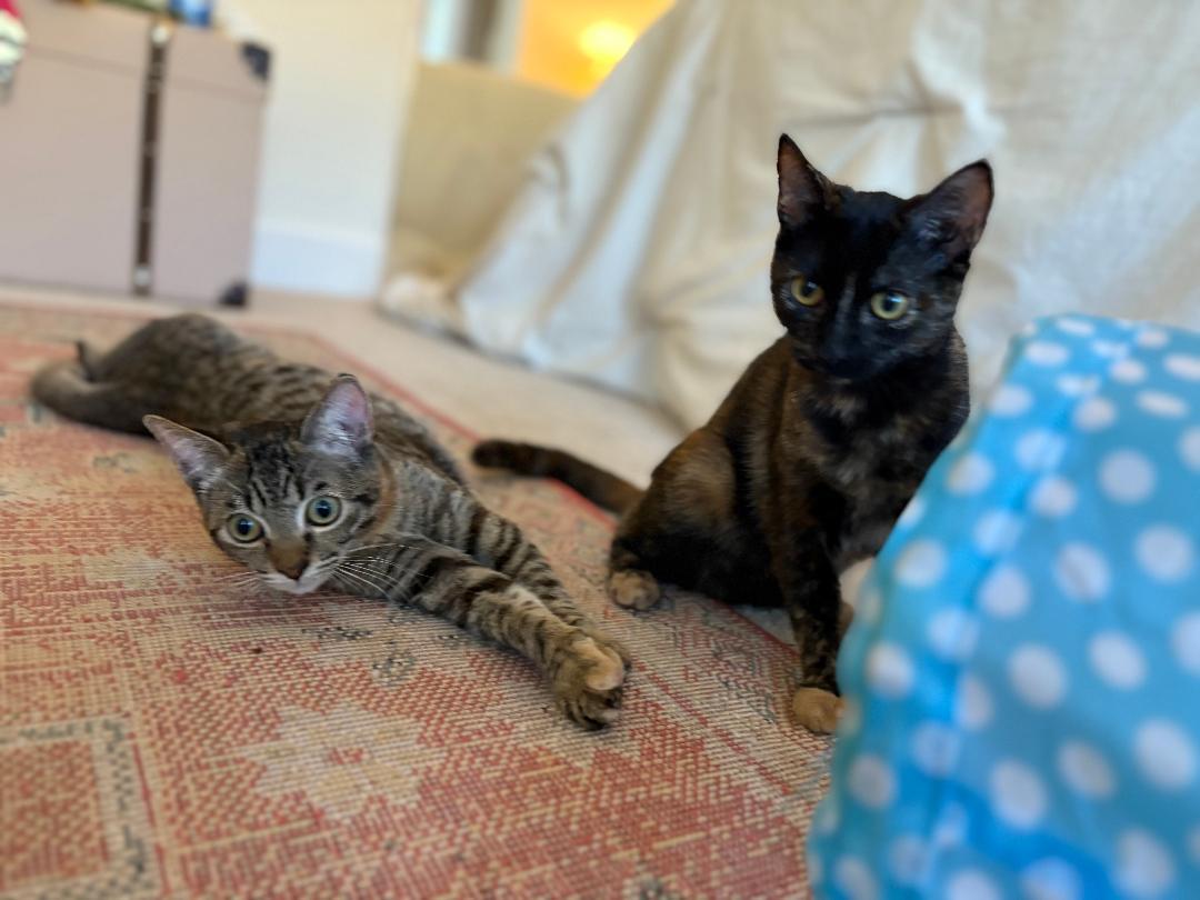 Hazel, a Adoptable Domestic Short Hair in Oceanside, CA image 4/6