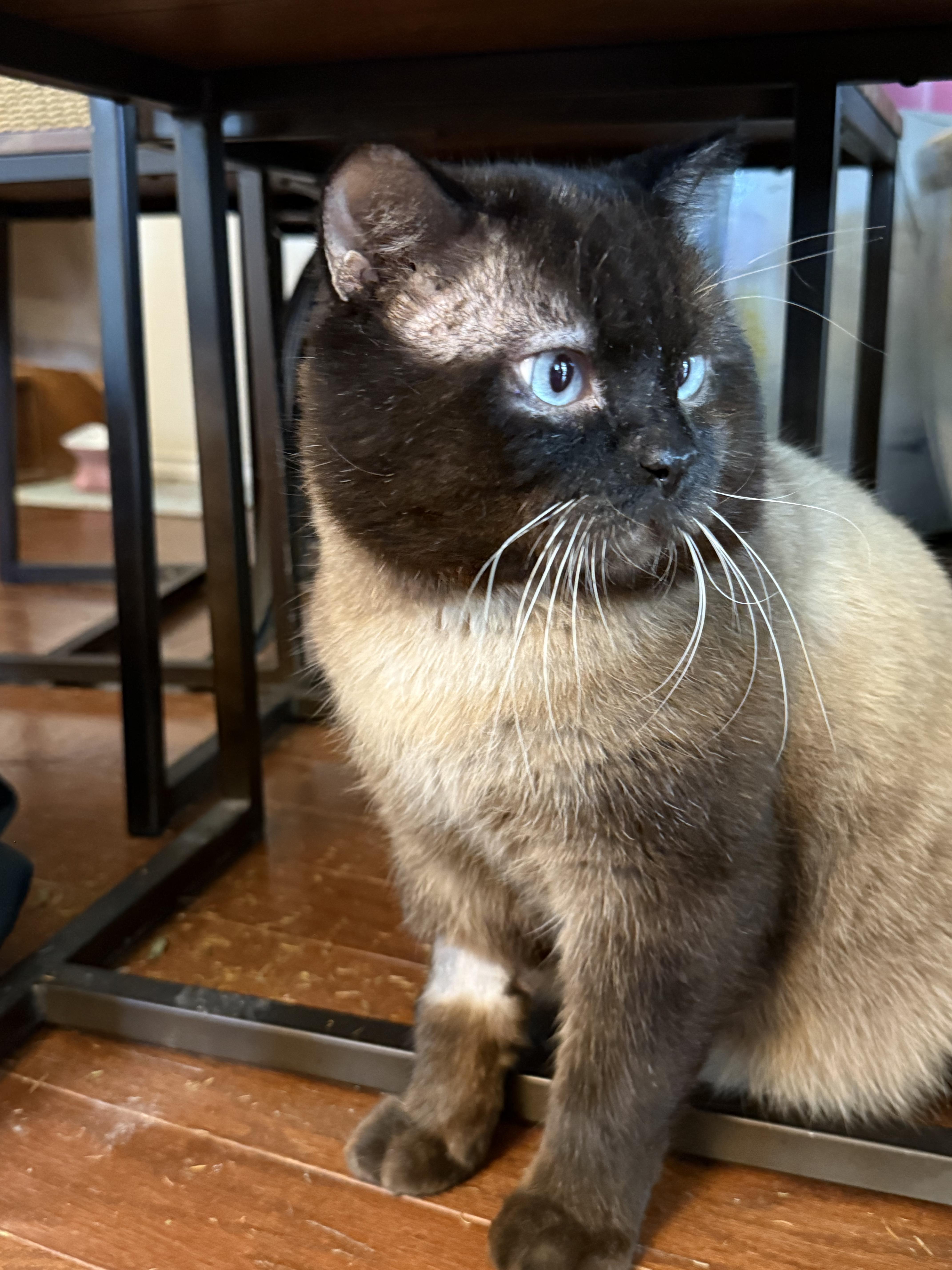 Enlarge Archie, an adopted mixed breed in Parker, TX image 4/5