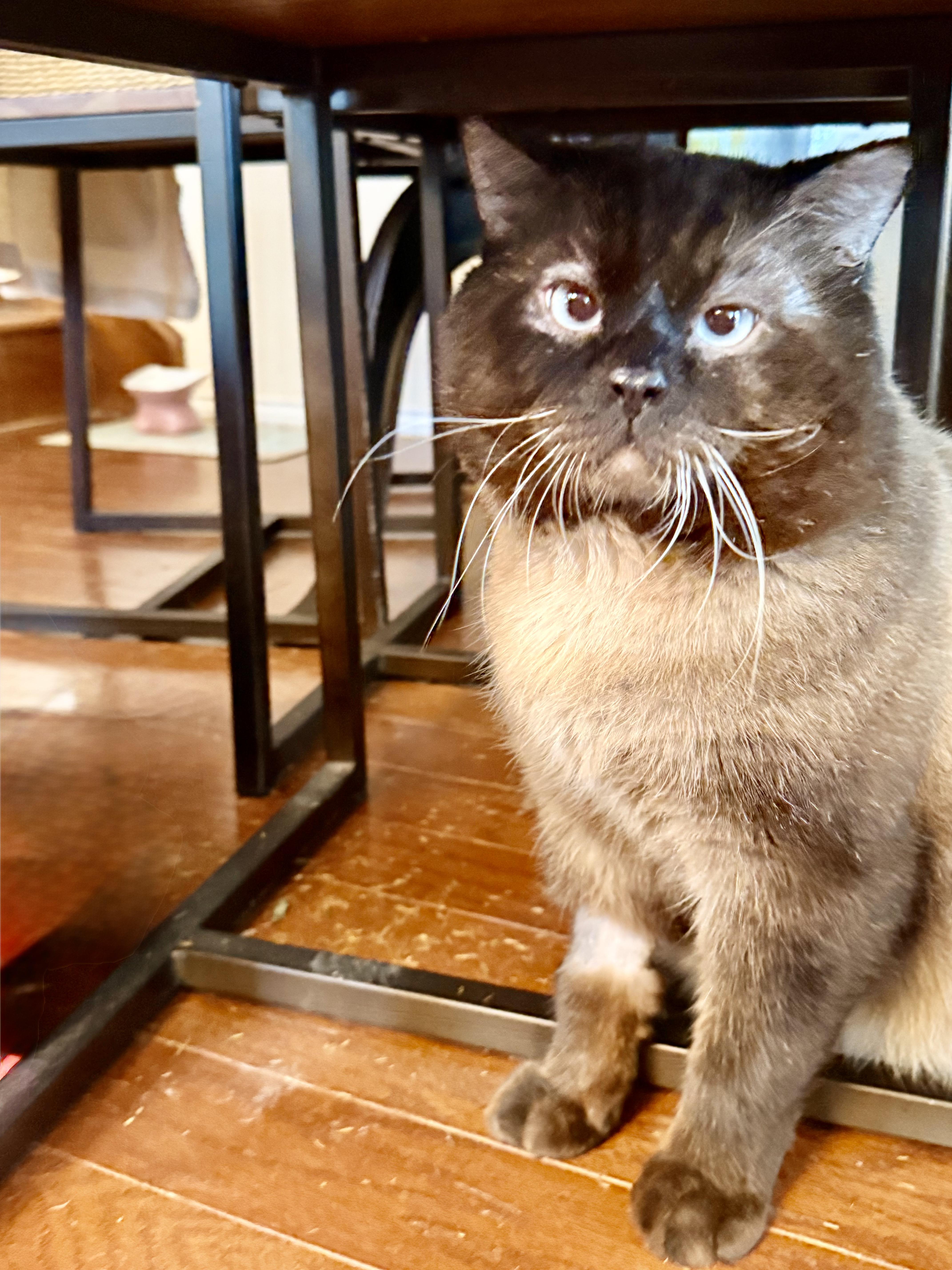 Enlarge Archie, an adopted mixed breed in Parker, TX image 5/5