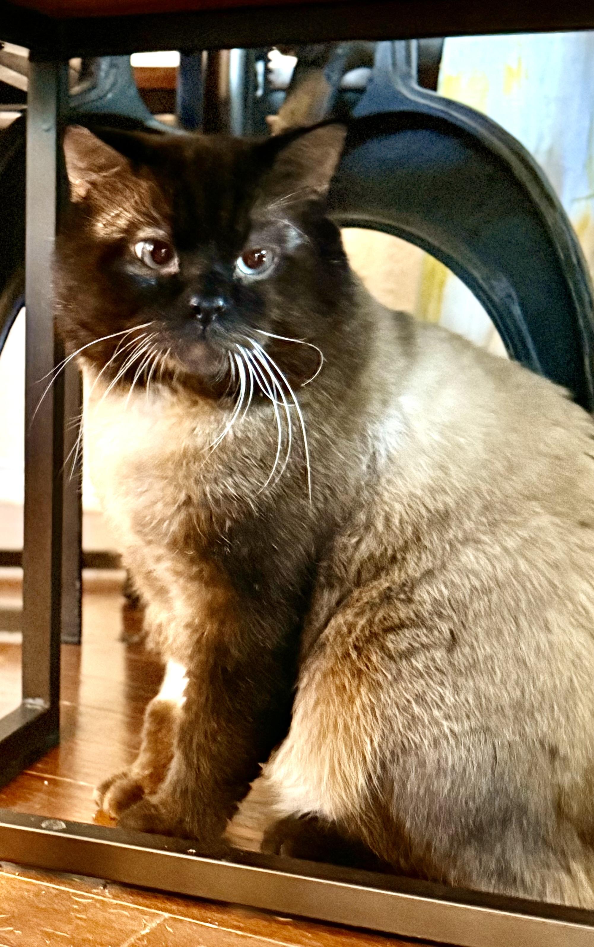 Archie, adopted, Adult Male Siamese & Applehead Siamese.