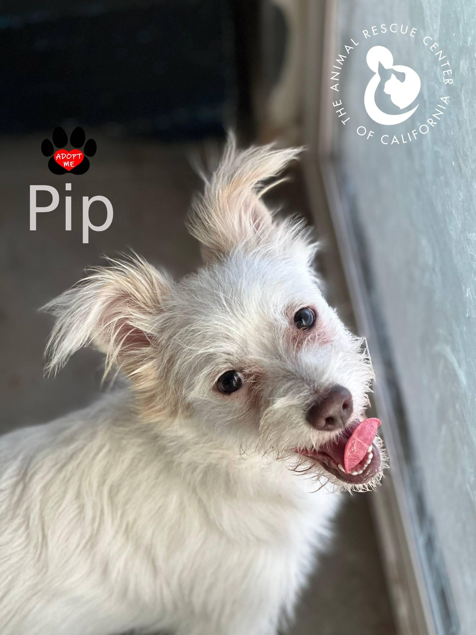 Pip, Adoptable, Young Male Poodle.