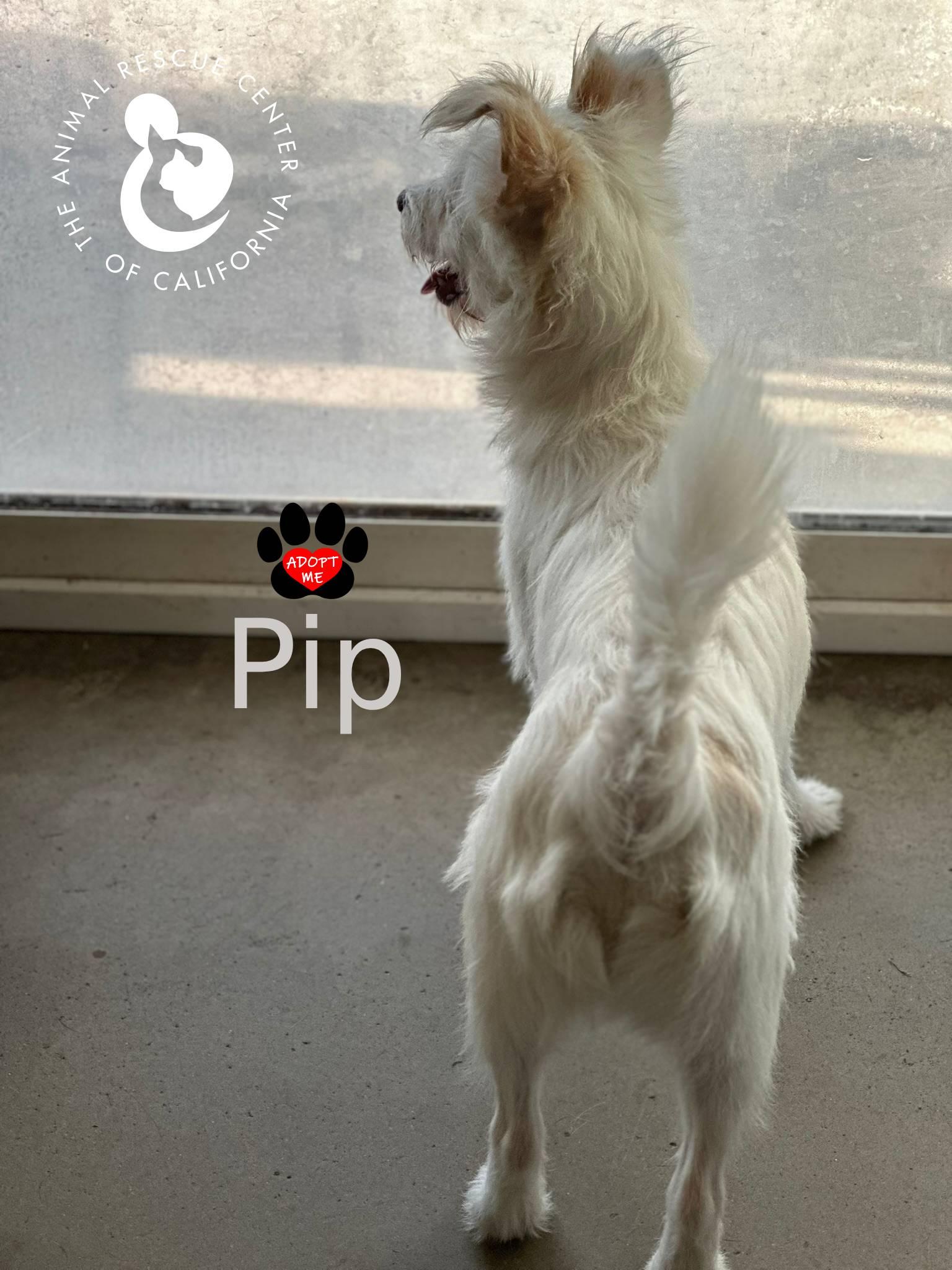 Enlarge Pip, a Adoptable mixed breed in Coachella, CA image 2/5