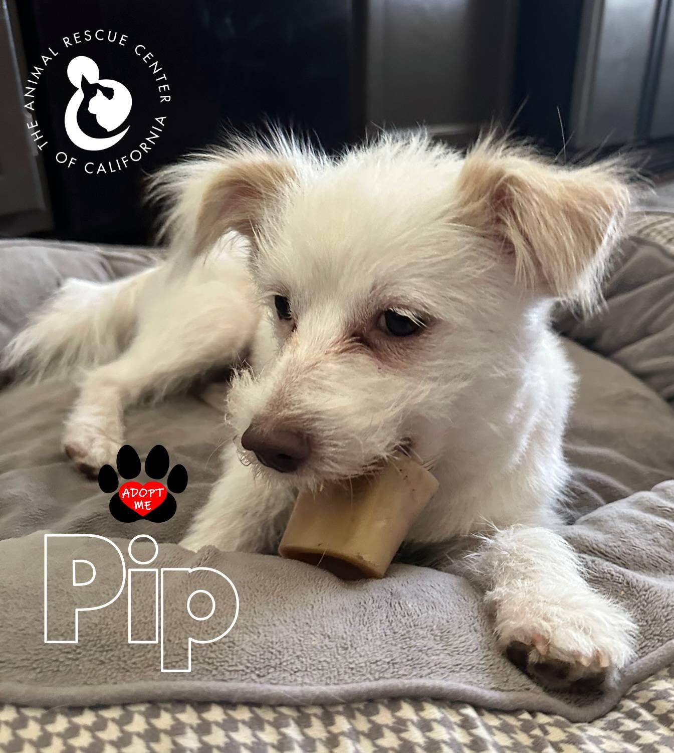 Enlarge Pip, a Adoptable mixed breed in Coachella, CA image 4/5