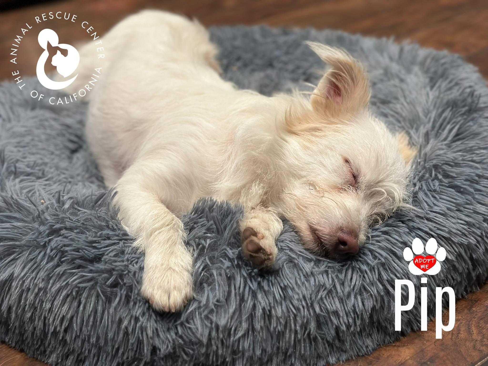 Enlarge Pip, a Adoptable mixed breed in Coachella, CA image 2/6