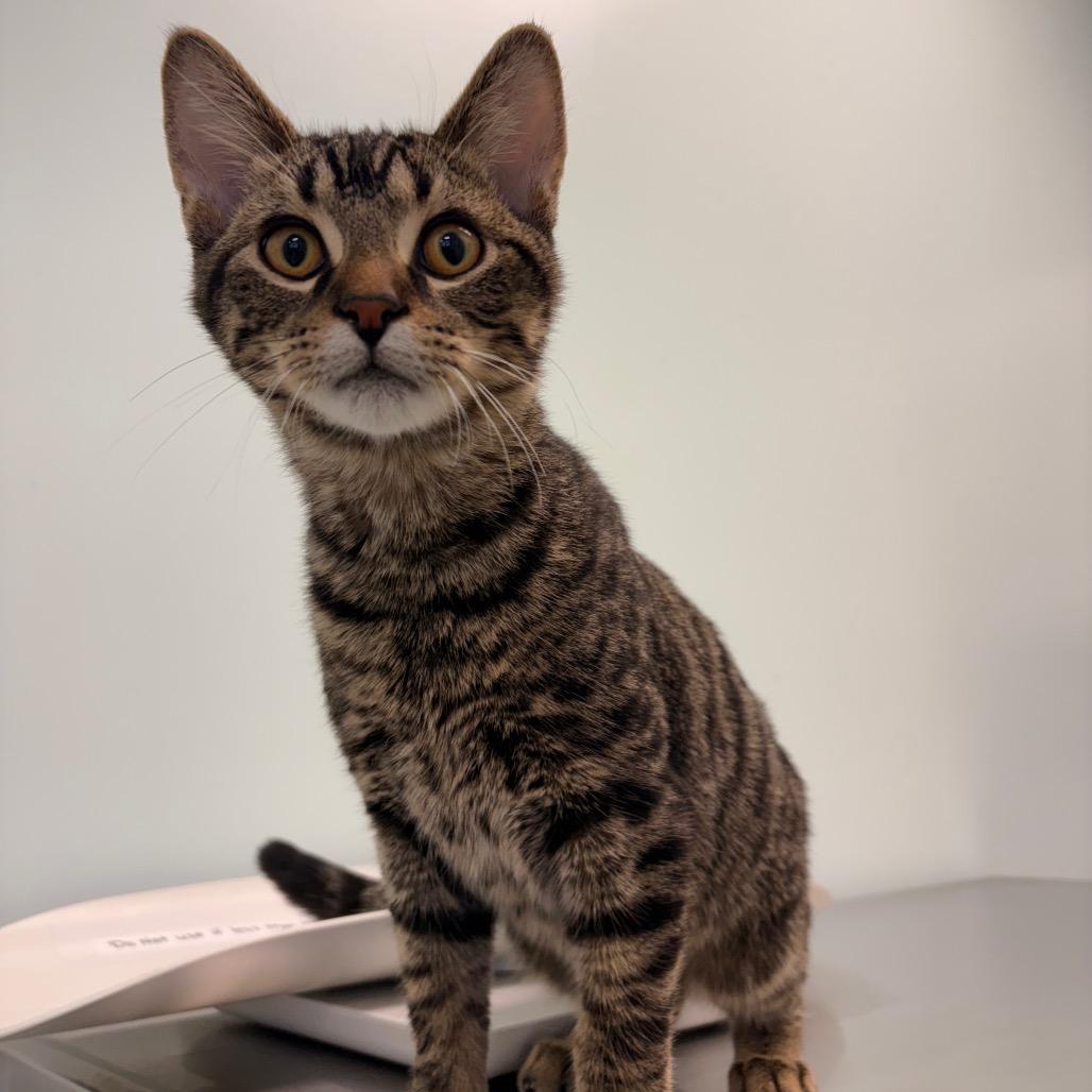 Enlarge Alfie, a Adoptable Domestic Short Hair in Saskatoon, SK image 1/1