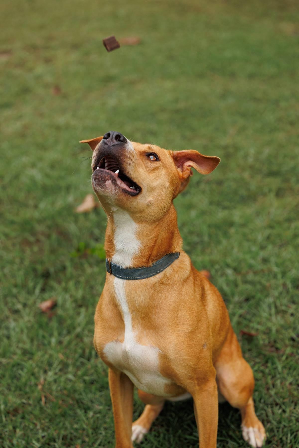 Ruby, Adoptable, Adult Female American Staffordshire Terrier & Hound.