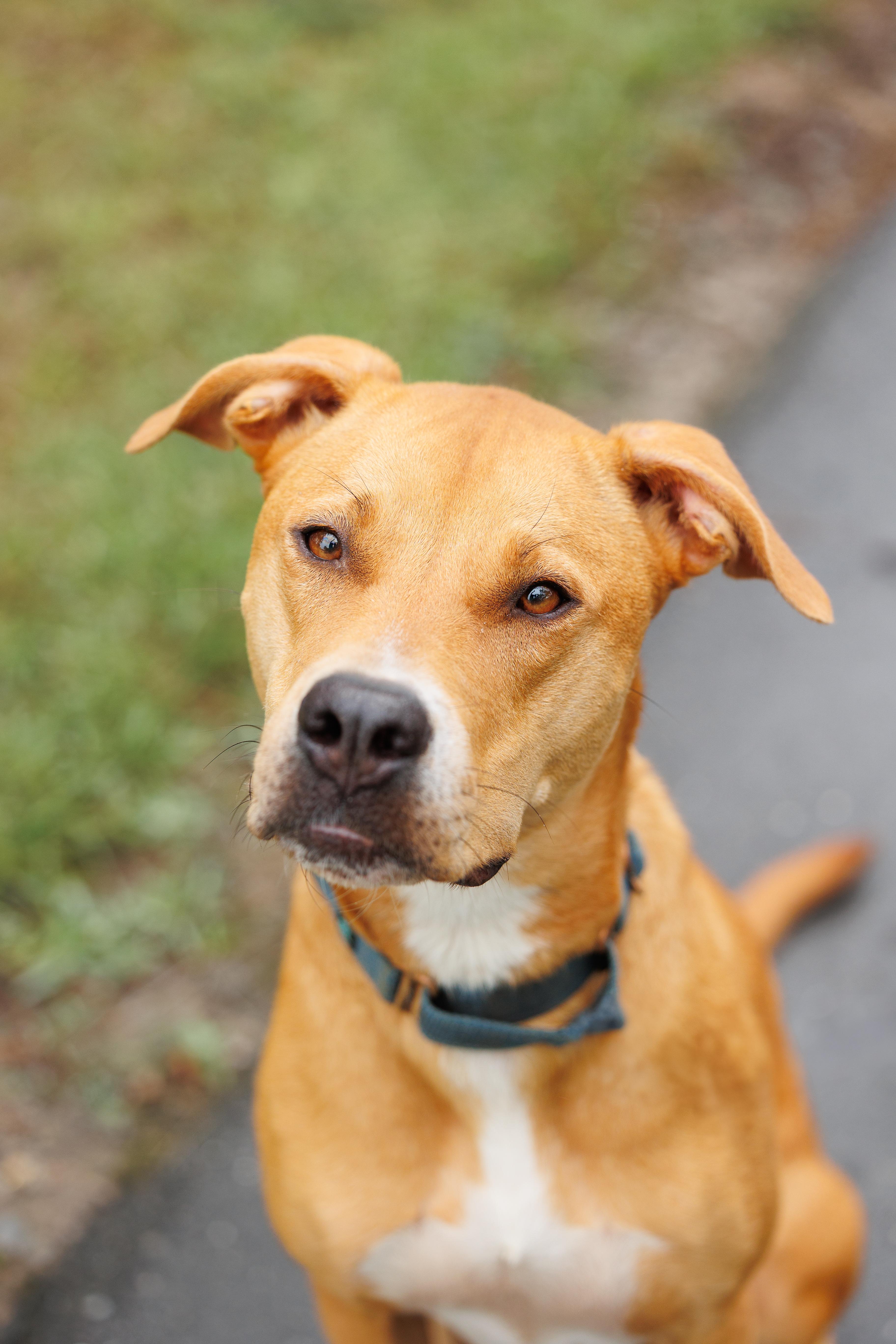 Enlarge Ruby, a Adoptable mixed breed in Pittsboro , NC image 2/4