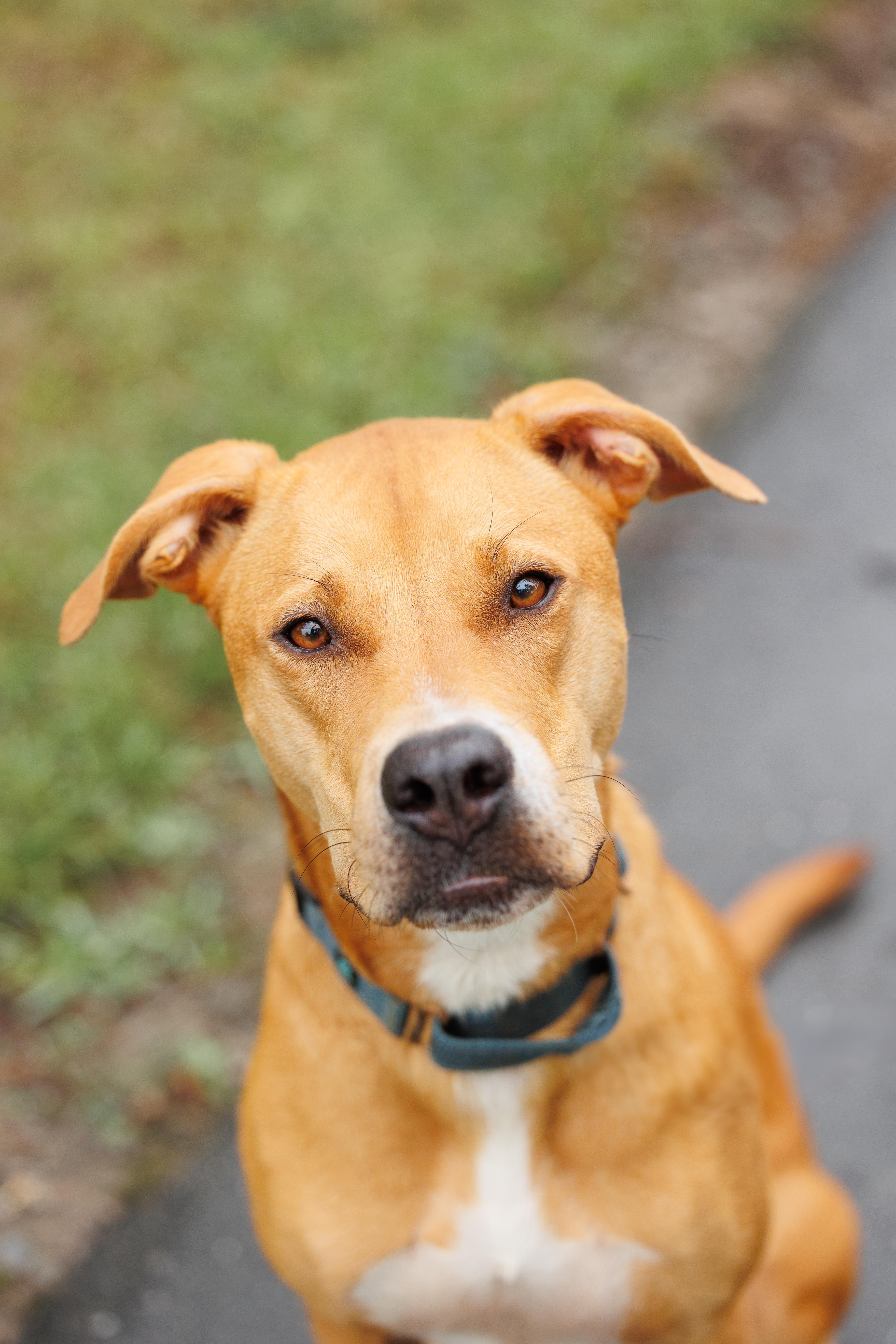 Enlarge Ruby, a Adoptable mixed breed in Pittsboro , NC image 3/4