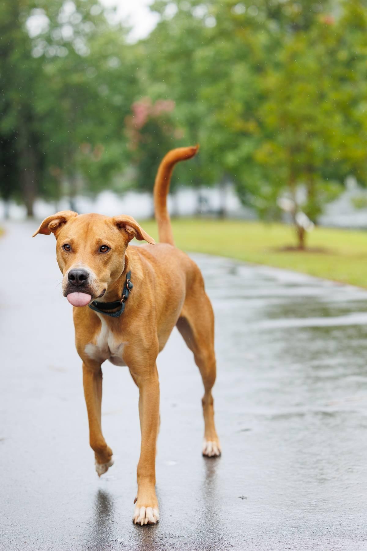 Enlarge Ruby, a Adoptable mixed breed in Pittsboro , NC image 4/4