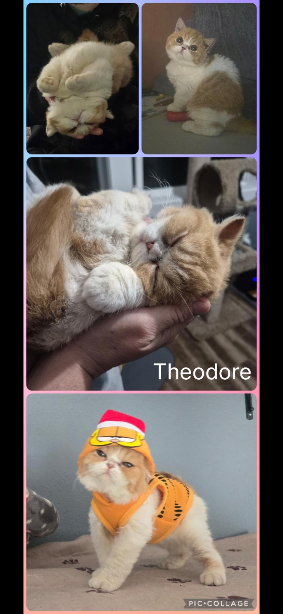 Theodore, Adoptable, Kitten Male British Shorthair.
