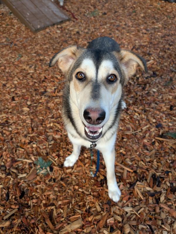 Bubbles, Adoptable, Young Female German Shepherd Dog & Mixed Breed.
