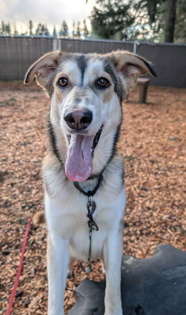 Enlarge Bubbles, a Adoptable mixed breed in Vancouver, WA image 4/6