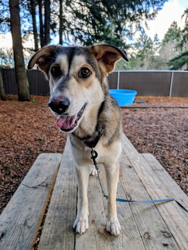Enlarge Bubbles, a Adoptable mixed breed in Vancouver, WA image 5/6