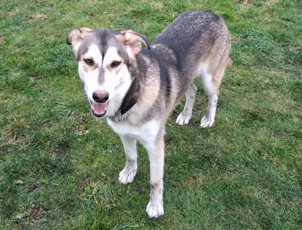 Enlarge Bubbles, a Adoptable mixed breed in Vancouver, WA image 6/6
