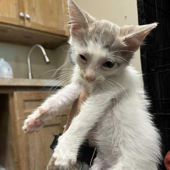 Riptide, a Adoptable Domestic Short Hair in Fredericksburg, TX image 1/6