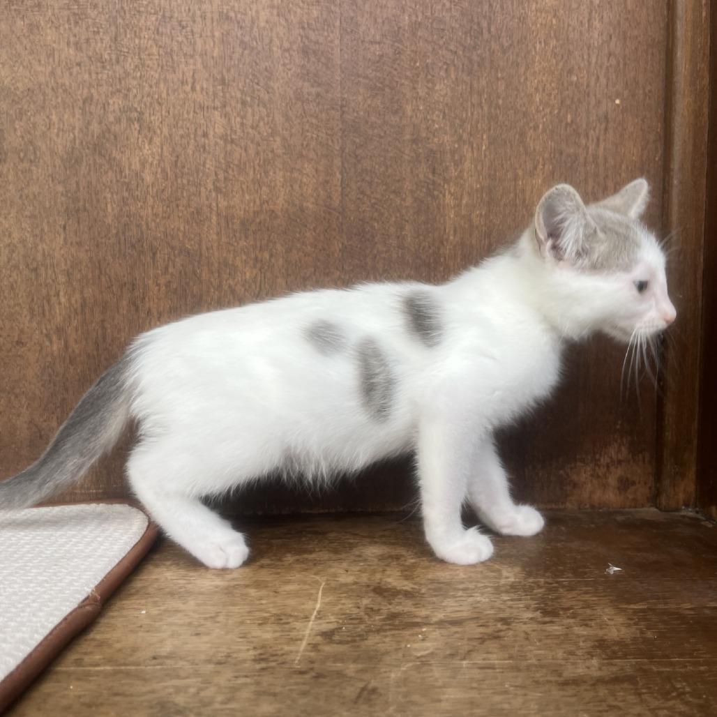 Riptide, a Adoptable Domestic Short Hair in Fredericksburg, TX image 2/6