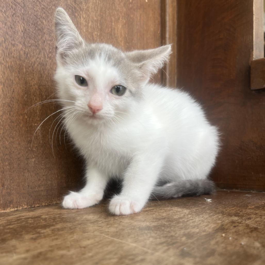 Riptide, a Adoptable Domestic Short Hair in Fredericksburg, TX image 3/6