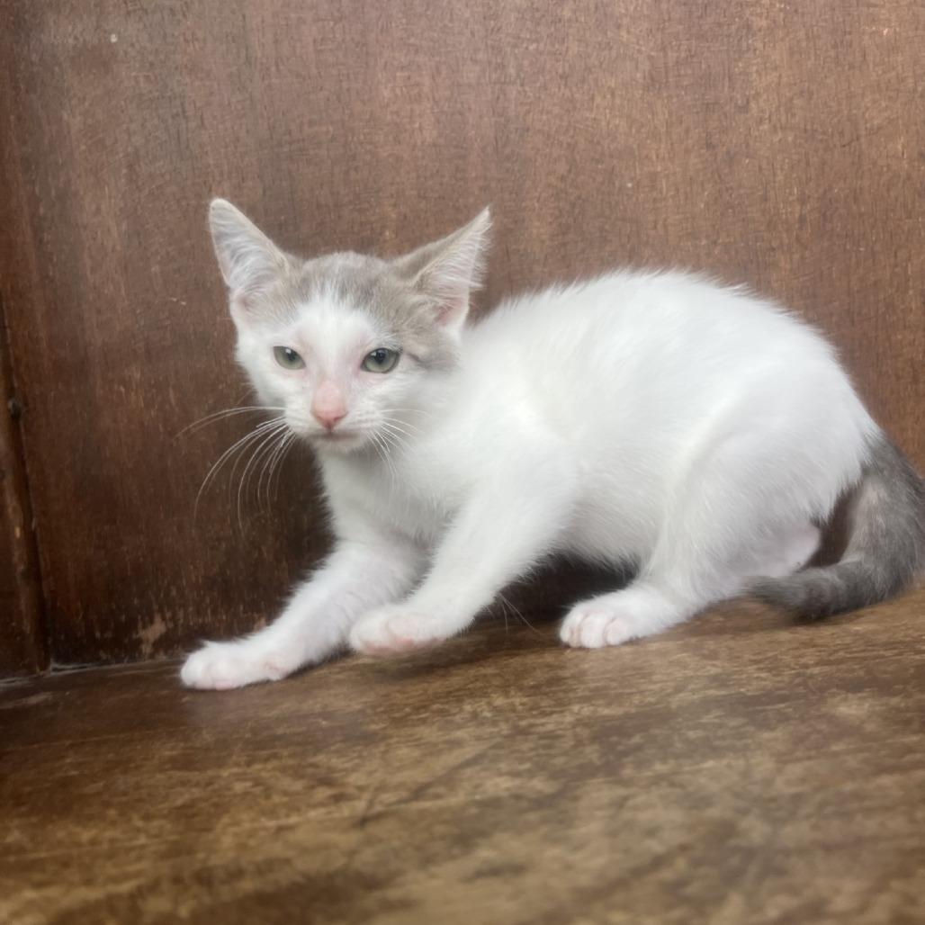 Riptide, a Adoptable Domestic Short Hair in Fredericksburg, TX image 4/6