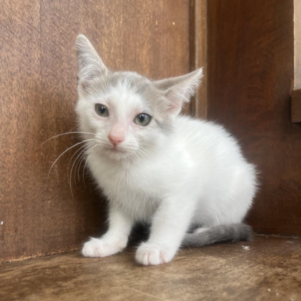 Riptide, a Adoptable Domestic Short Hair in Fredericksburg, TX image 5/6