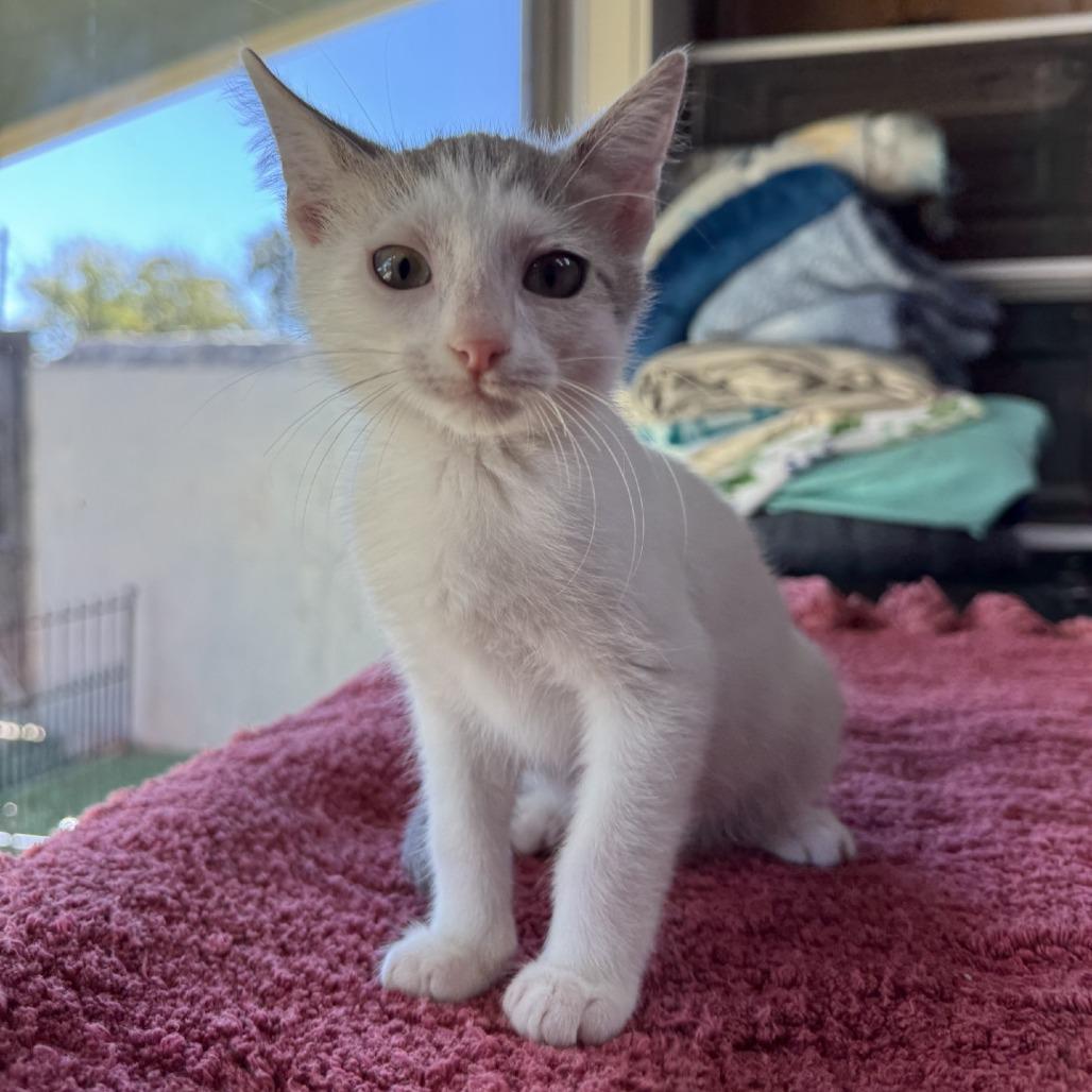 Riptide, a Adoptable Domestic Short Hair in Fredericksburg, TX image 6/6