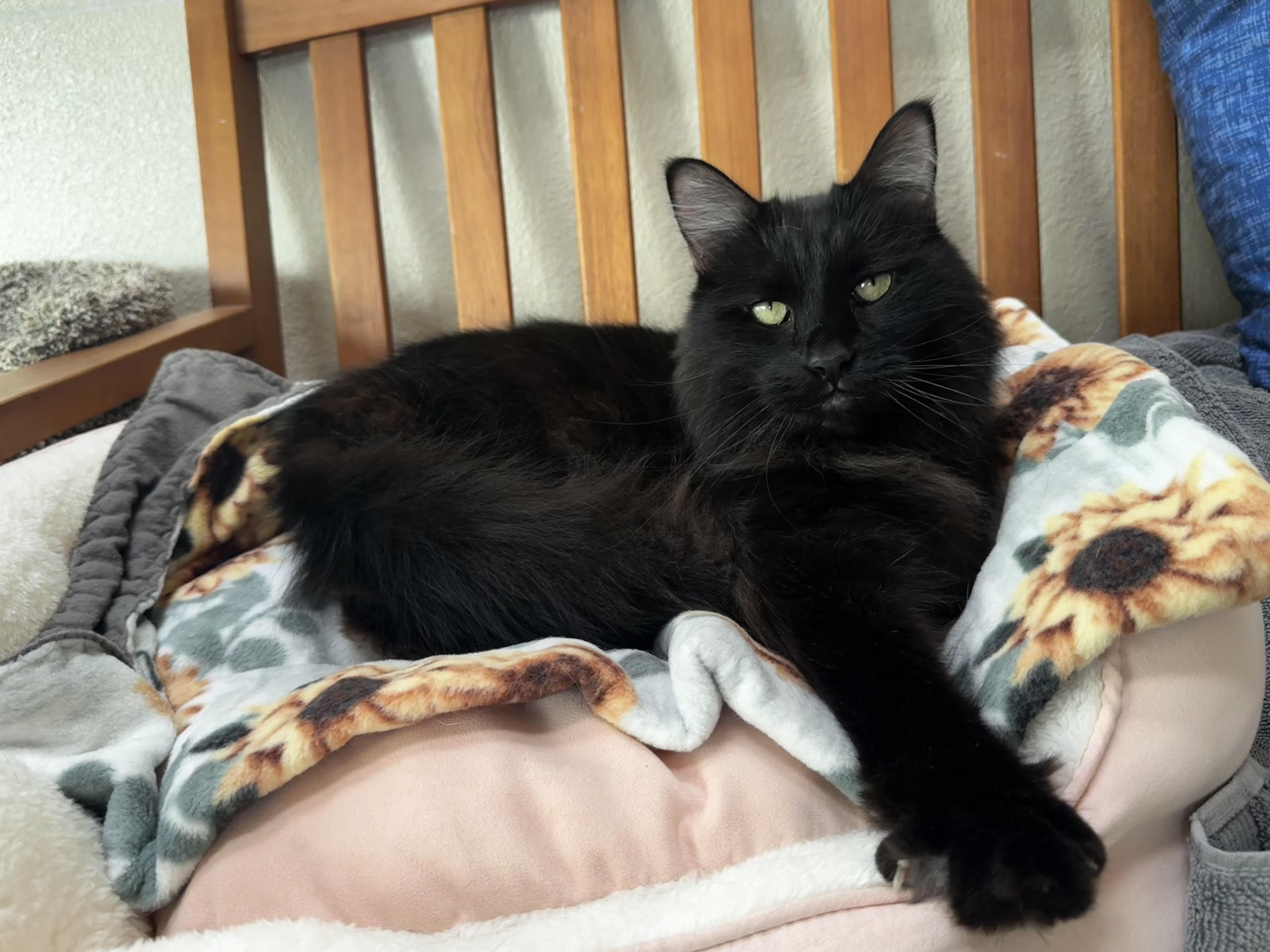 Astro, ADOPTABLE, Adult Male Domestic Medium Hair.