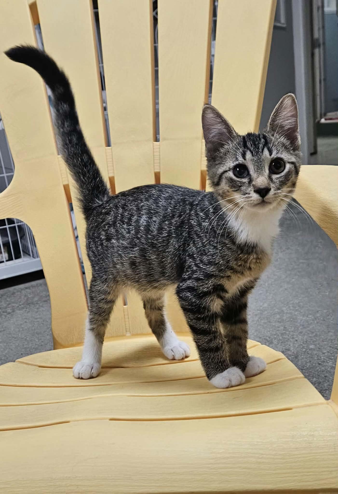 Enlarge Tod, a Adoptable Domestic Short Hair in Wapakoneta, OH image 2/6