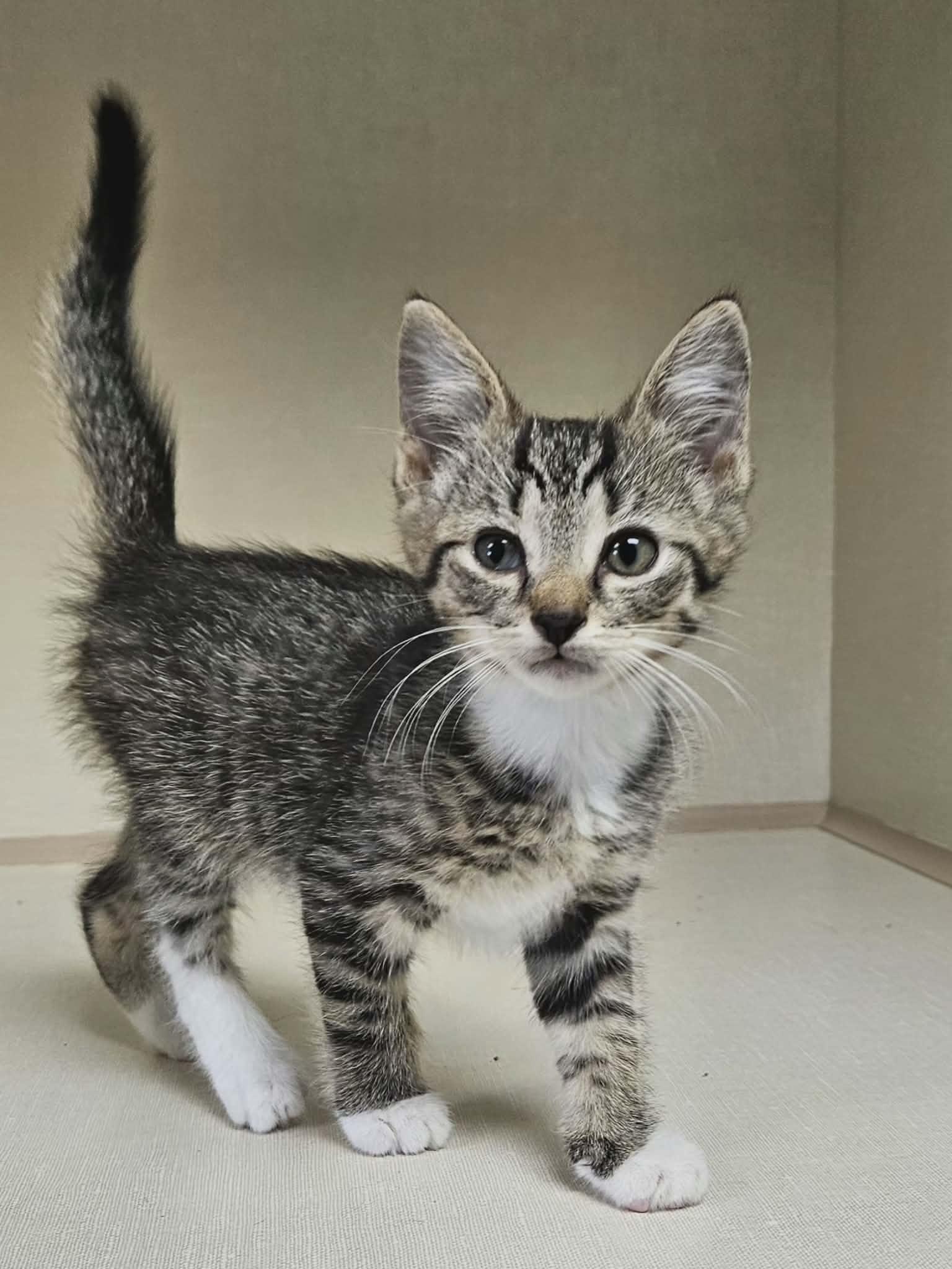 Enlarge Tod, a Adoptable Domestic Short Hair in Wapakoneta, OH image 4/6
