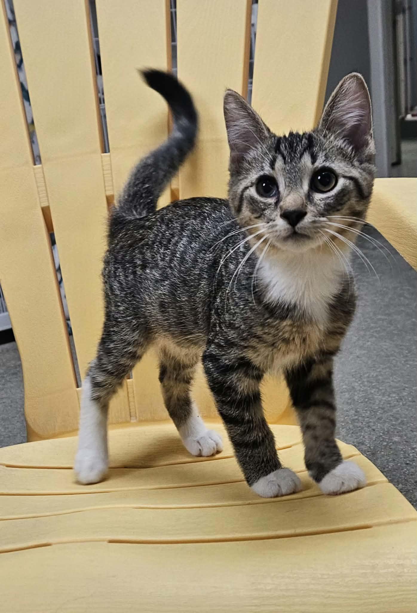 Enlarge Tod, a Adoptable Domestic Short Hair in Wapakoneta, OH image 3/6