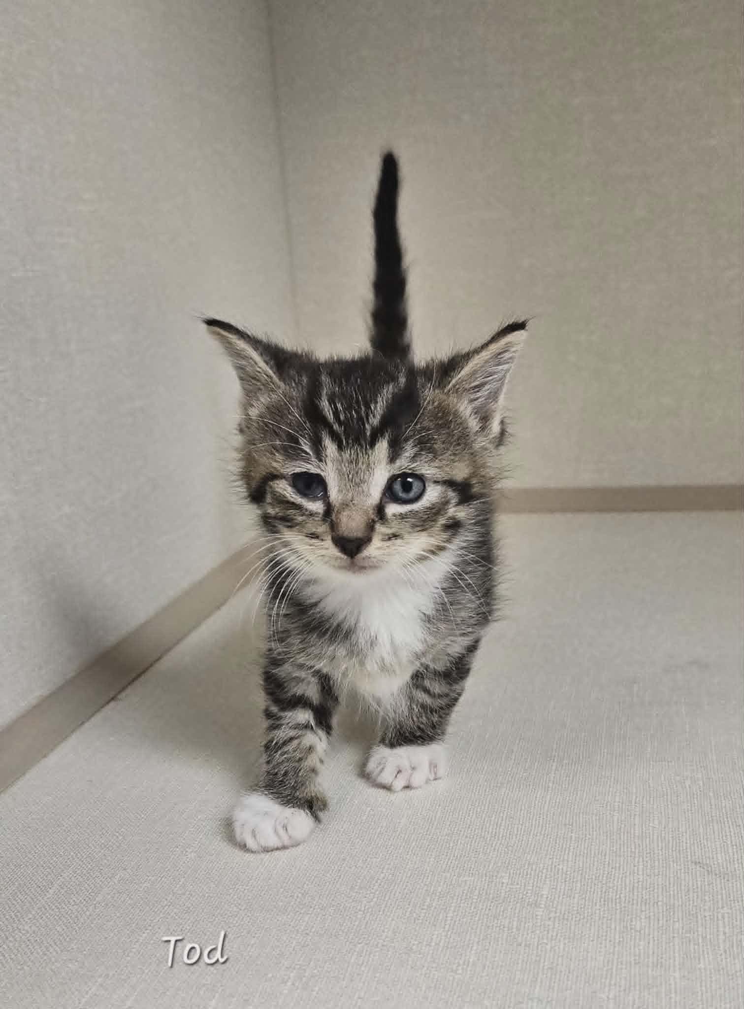 Enlarge Tod, a Adoptable Domestic Short Hair in Wapakoneta, OH image 5/6