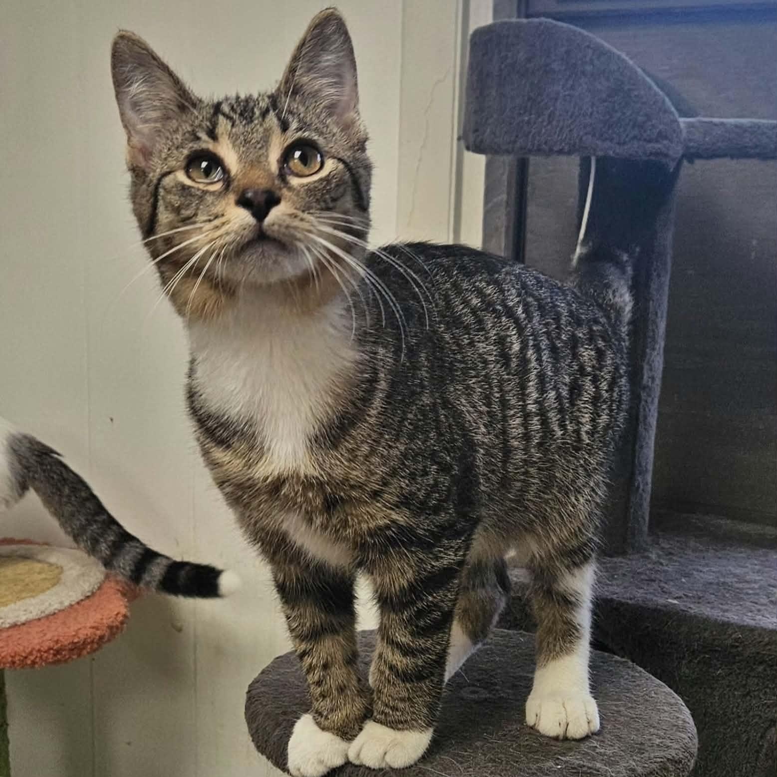 Enlarge Tod, a Adoptable Domestic Short Hair in Wapakoneta, OH image 1/6
